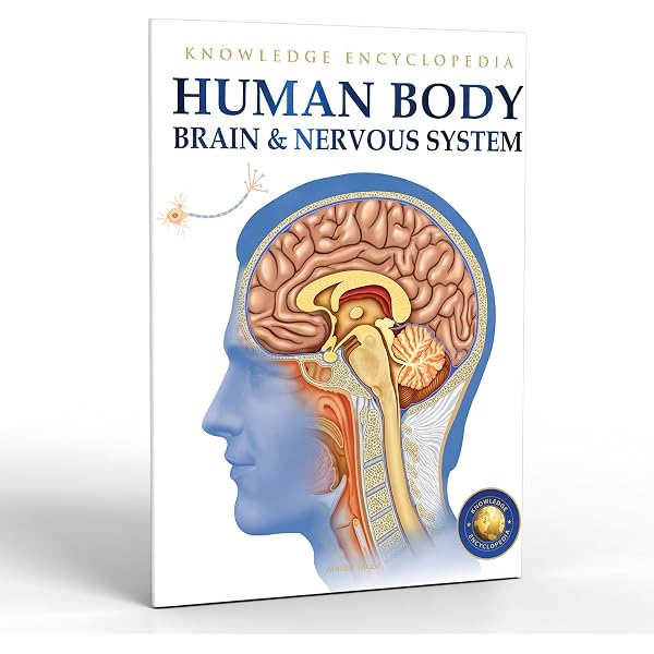 The Human Brain And Nervous System Theschoolrun