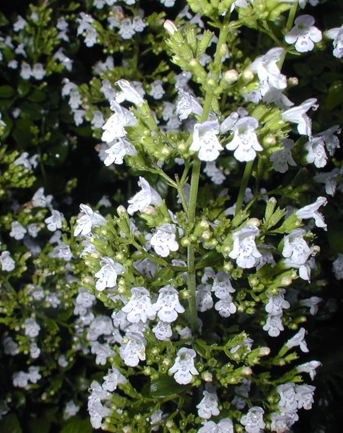Calamintha nepeta White Cloud: Amazon.co.uk: Garden & Outdoors