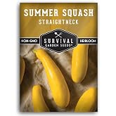 Yellow Straightneck Squash Seeds for Planting (1 Pack) | Heirloom Straight Neck Summer Vegetable Seed Variety - Non-GMO, High Yield, Open-Pollinated - Survival Garden Seeds