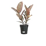 United Nursery Ficus Elastica Ruby Plant Live