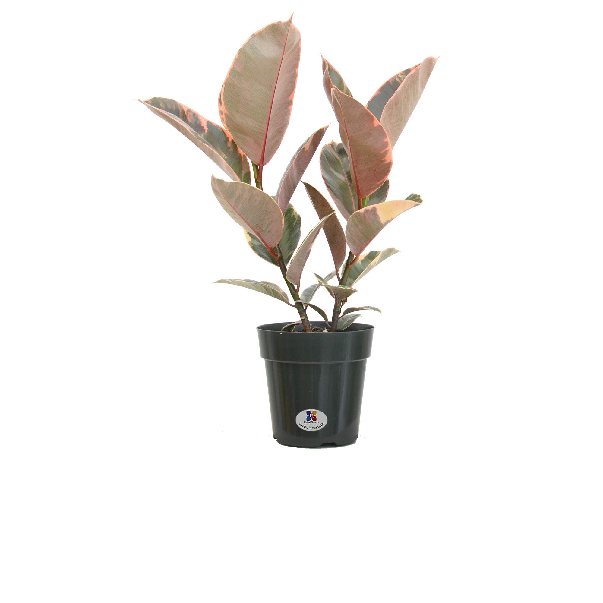 United Nursery Ficus Elastica Ruby Plant Live