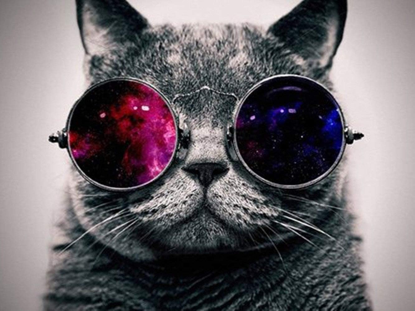 5D DIY Diamond Painting Full Square Drill Rhinestone Embroidery for Wall Decoration - Cat with Glasses (12X16 inches)