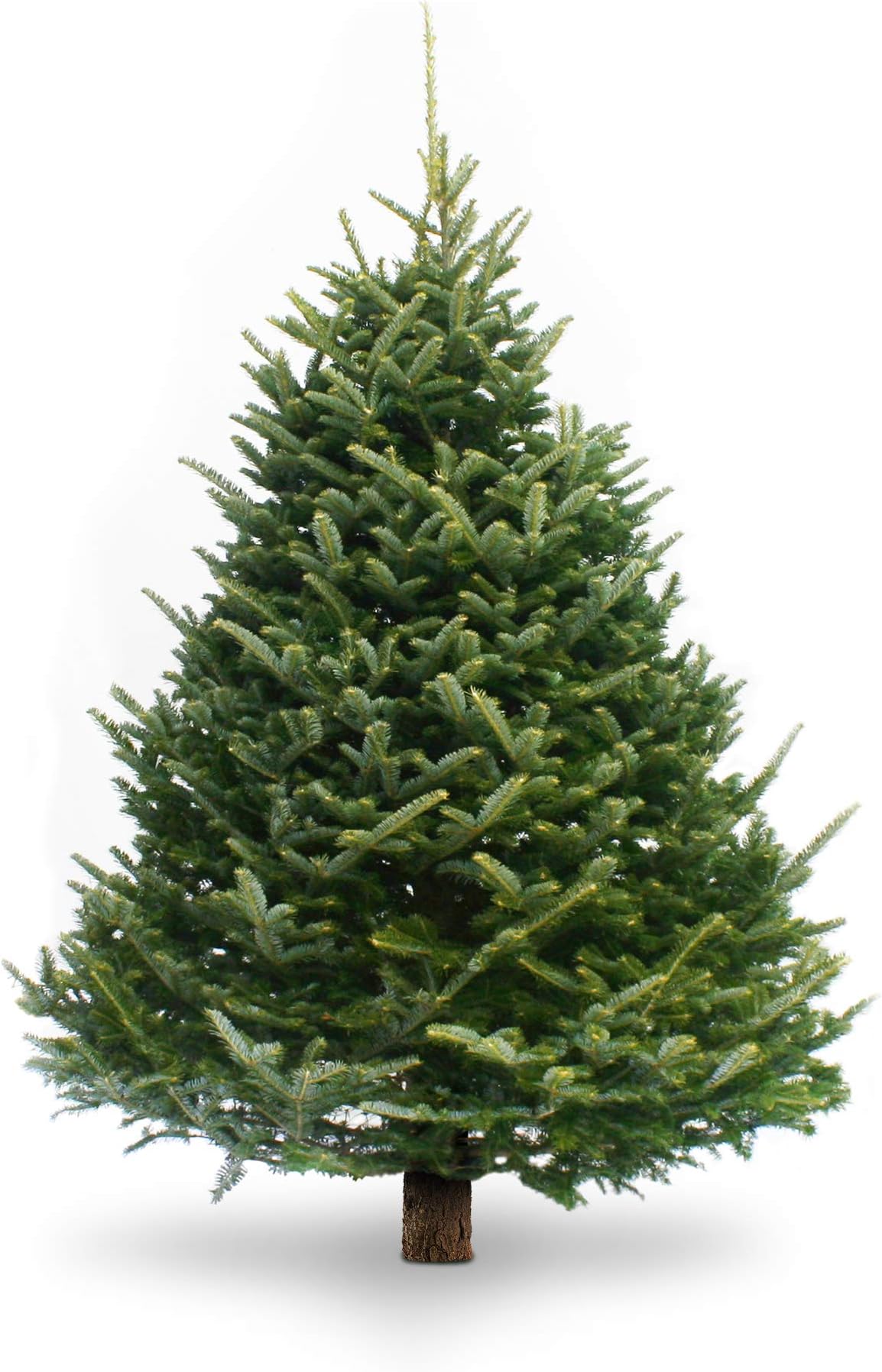 Real Fresh-Cut Christmas Tree | Fraser Fir | 6ft.- 6.5ft.