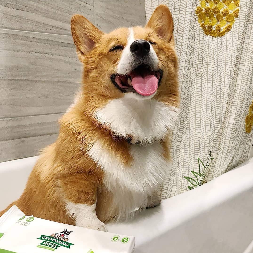 Pogi's Grooming Wipes - 100 Hypoallergenic Pet Wipes for Dogs & Cats - Plant-Based, Fragrance-Free, Deodorizing Dog Wipes