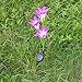 Brccee AC Solar Power Purple Lily Flower RGB Color Change LED Light Garden Yard Lamp