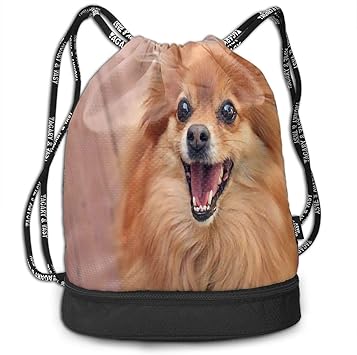 pomeranian in bag