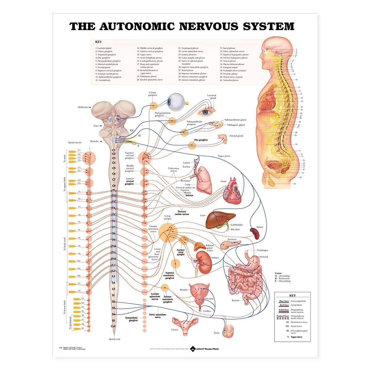 Autonomic Nervous System Chart