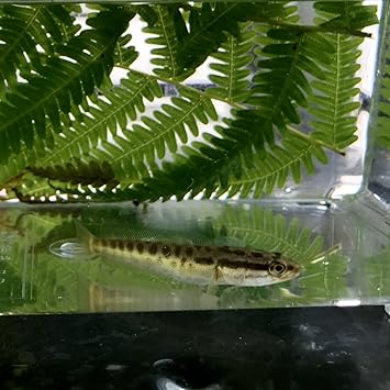 カムルチー 雷魚 1匹 生体 川村淡水魚販売 カムルチー 雷魚 1匹 生体 川村淡水魚販売