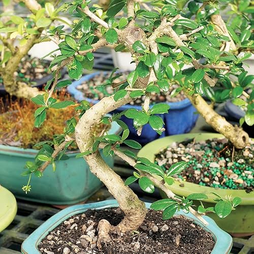 Brussel's Bonsai Live Fukien Tea Bonsai Tree - Small, 6 Year, 6 to 8 inches  Tall - Indoor Bonsai Tree Live with Ceramic Bonsai Pot in Saudi Arabia |  Whizz Bonsai
