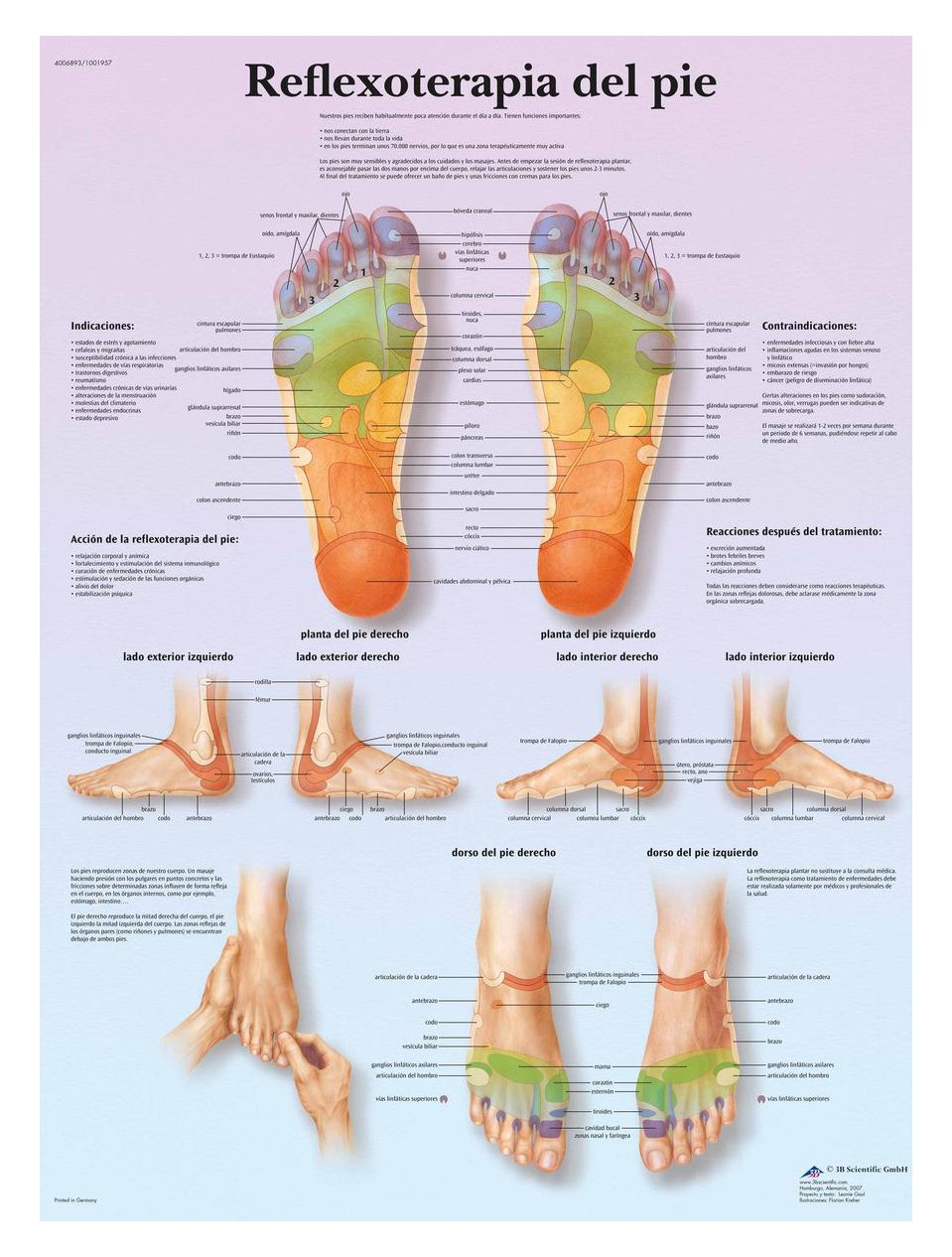 3B Scientific VR3810UU Anatomical Chart "Reflexoterapia Plantar", Paper Version