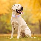 Unique Style Paws Pink Flower Dog Collar XS-XL Soft Adjustable view 6
