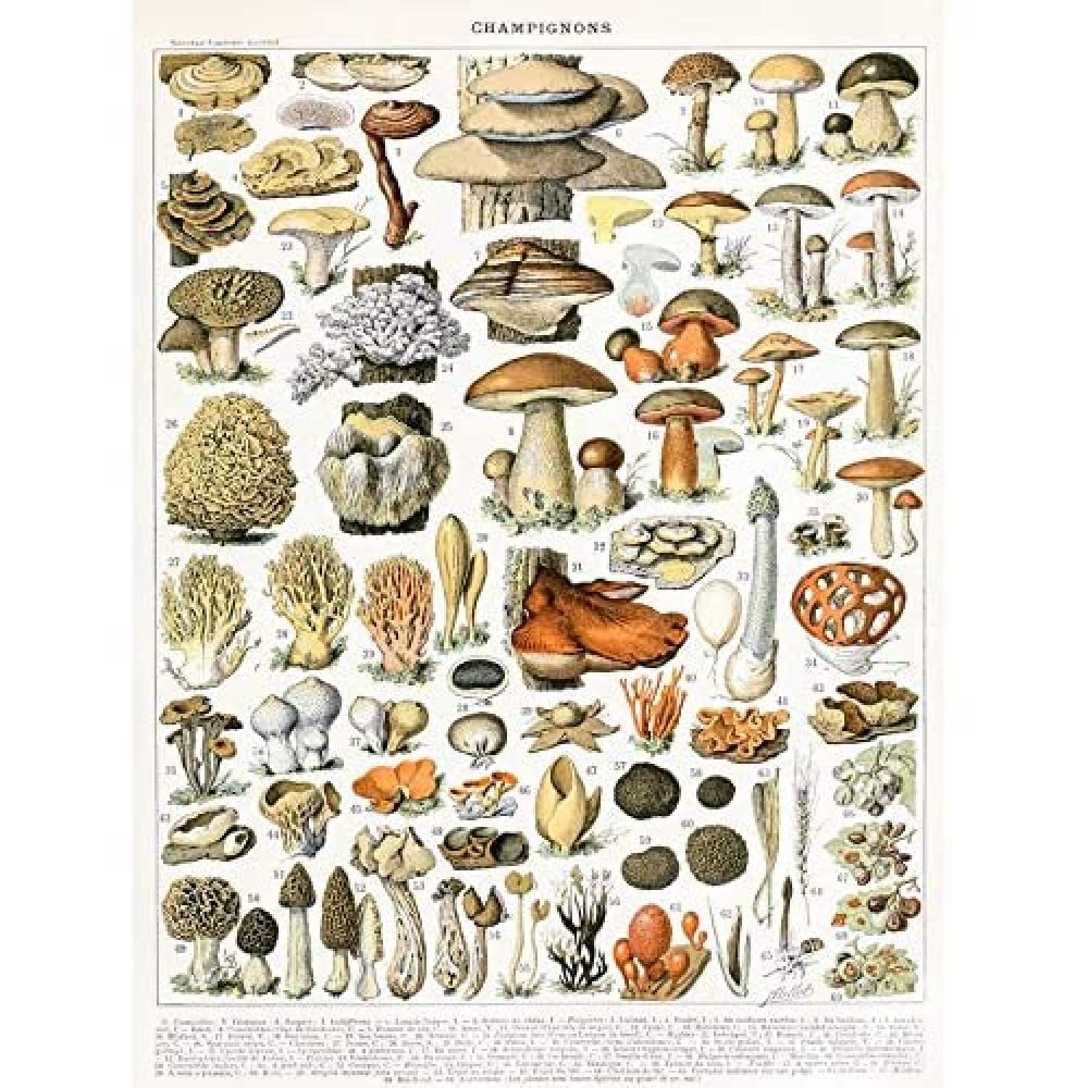 Artery8 Millot Encyclopedia Page Mushrooms Variety Art Print Canvas Premium Wall Decor Poster Mural