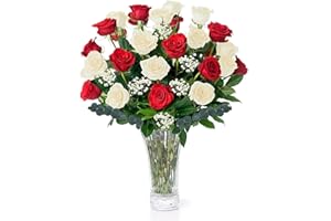 AQUAROSSA FARMS Christmas Flowers - Red & White Roses Fresh Flowers Delivery - 2 Dozen Roses for Delivery/Farmhouse Flowers for Delivery - Fresh Cut Long Stem Roses Bouquet of Flowers Birthday Gifts for Women