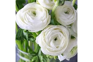 Easy Grow Ranunculus Buttercup White 10 Plant Bulbs, Spring Flowers