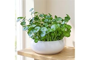 100+ Seeds Money Plant Copper Coin Plant Lucky Leaves Seeds (Green)