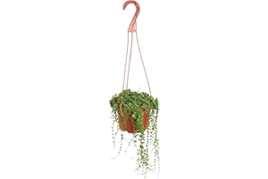 Shop Succulents 6" String of Pearls Hanging Succulent Live Plant, Versatile for Hanging Baskets, Vertical Gardens, Indoor & Outdoor Decor, Low-Maintenance Indoor Plant