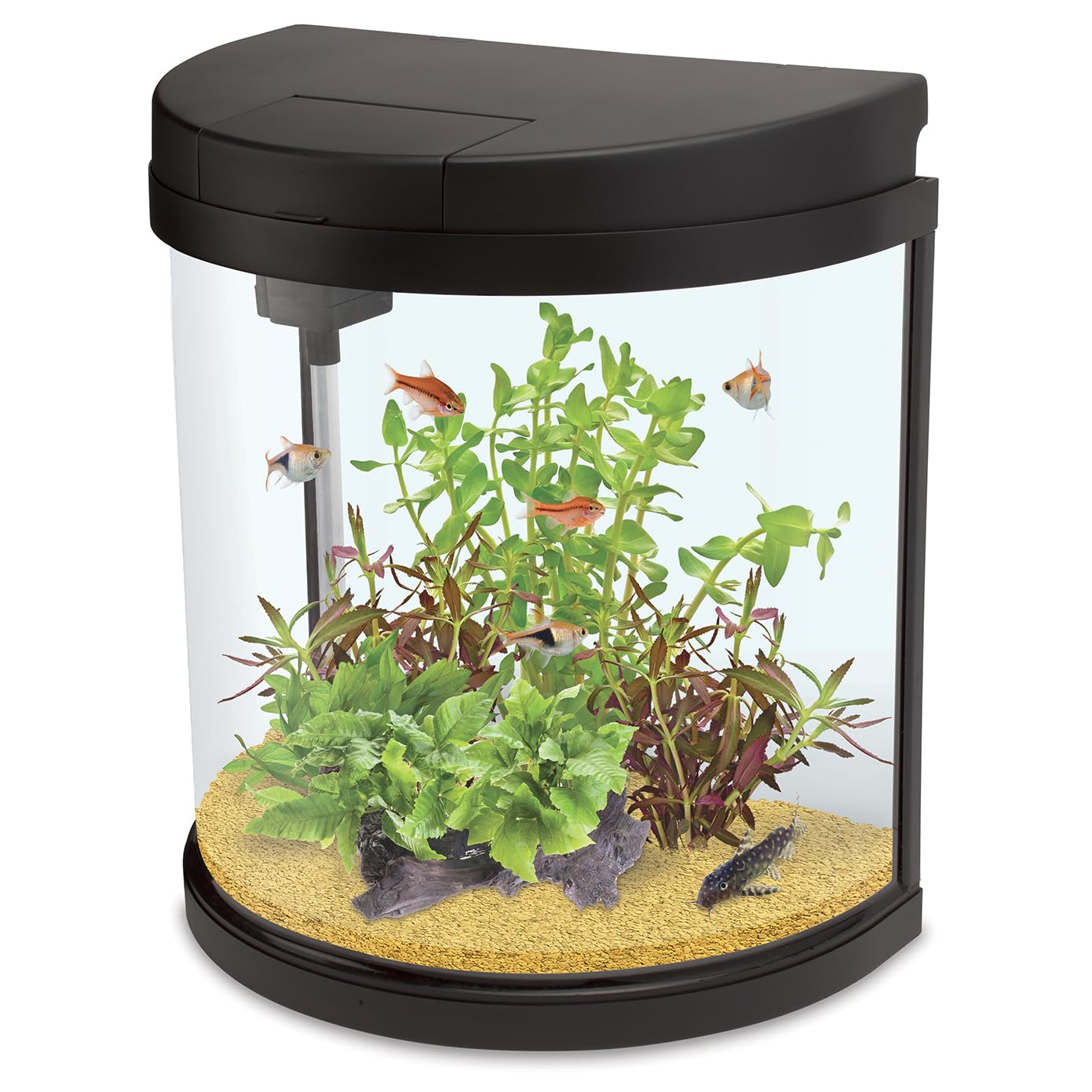 Interpet Fishbox Half-Moon Aquarium Fish Tank, 19 Litre, with Easy Care Filter and LED Lighting