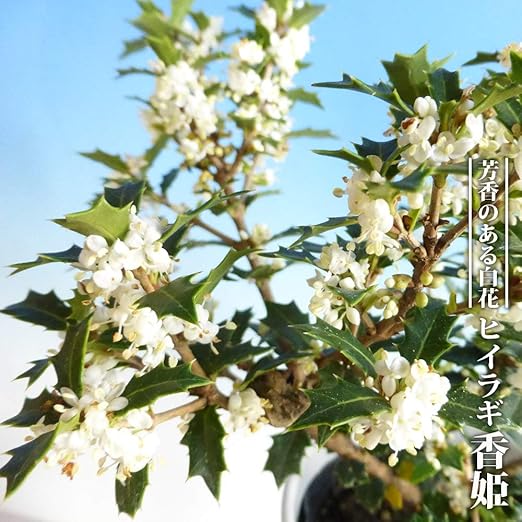 Amazon ヒイラギ 香姫 3号ポット苗 挿し木 ハナヒロバリュー 鉢