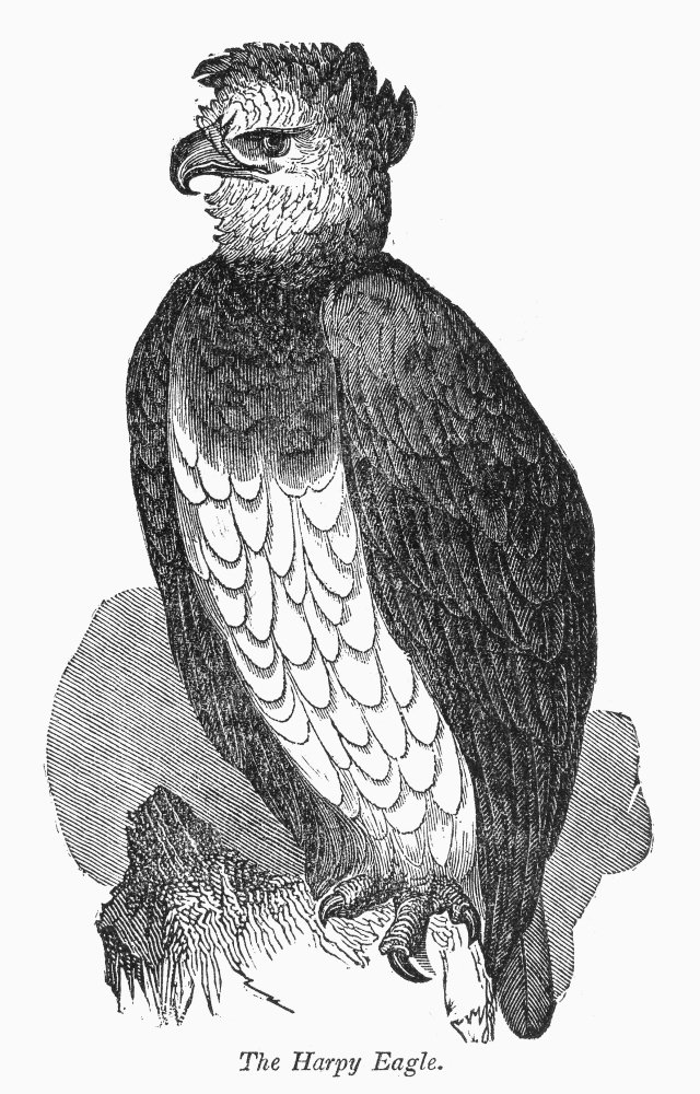 Harpy Eagle Nwood Engraving 19Th Century Poster Print by (24 x 36)