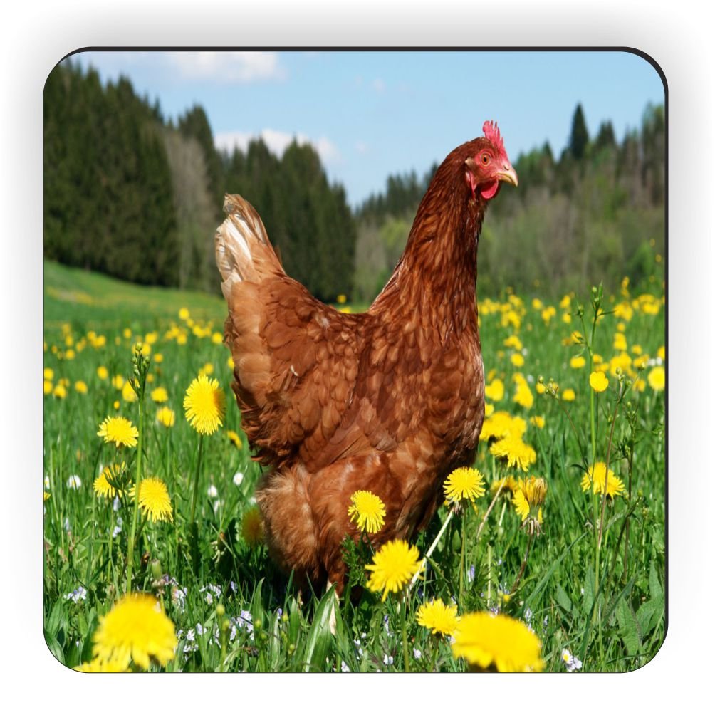 Rikki Caballero gallina en Campo de Amarillo diseño de Flores ...