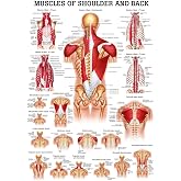 Muscles of the Shoulder and Back Laminated Anatomy Chart