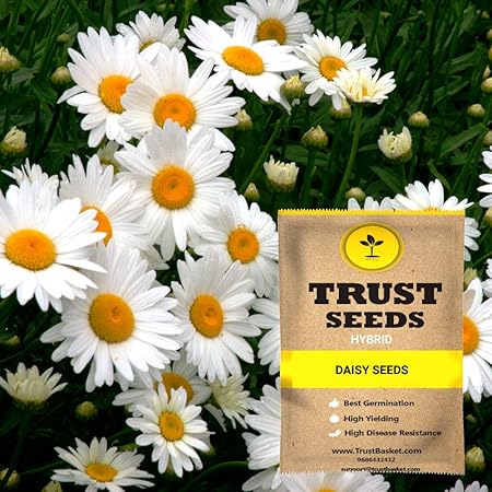 TrustBasket Daisy Flower Seeds (GMO-Free)