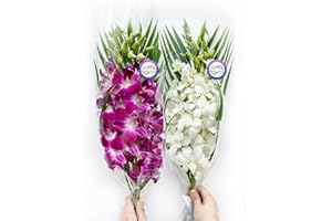 Sunne Tropical OrchidClub USA Fresh Cut Flowers Dendrobium Orchids (10 Stems Purple & White)