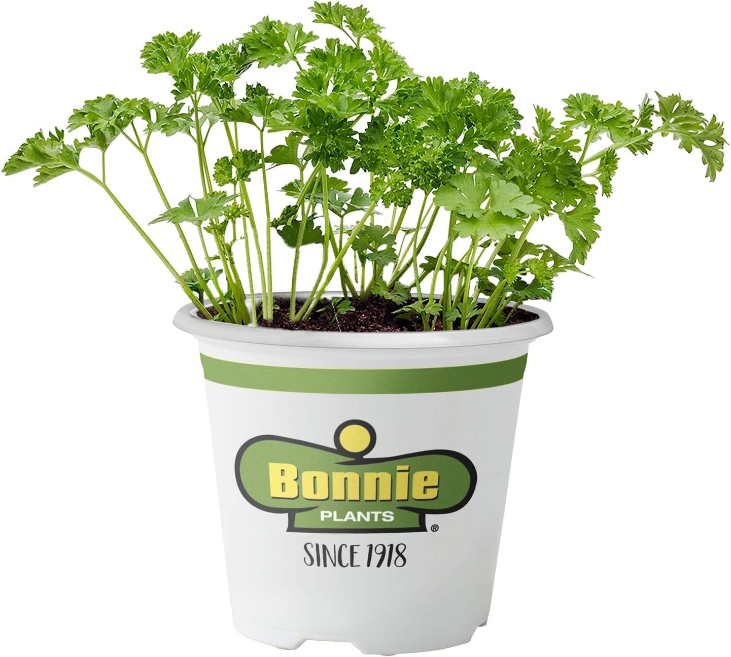 Bonnie Plants 5120 Curled Parsley Herb Plant