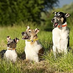 azuza 3 Pack Fall Dog Collars Comfortable and