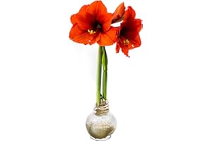 THE THREE COMPANY Snow Flecked Waxed Amaryllis Bulb – Gold Wax with Red Blooms – Live Holiday Gift Plant, Easy Care, No Watering Needed