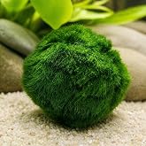 2 Large Live Moss Pebbles Balls for Aquarium, Fish Tank Decoration Plants Green Algae Spheres 3-3.5cm 1.3"-1.5" 2 Pack