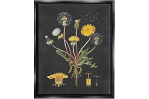 Stupell Industries Botanical Drawing Dandelion On Black Design, Design by Lettered and Lined, Multi-Color, 16 x 20