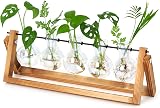 XXXFLOWER Desktop Propagation Station 5 Glass Bulbs with Wooden Stand