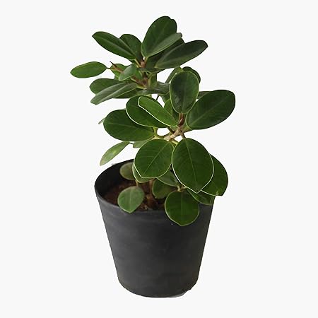 Indian Gardens - Say green, Stay green, Grow green Ficus Green Indoor Live Plant with Pot
