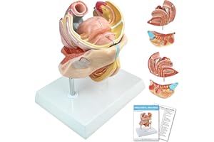 HADWYN 2025 New 4-Parts Human Female Genitalia Organ Anatomical Model, Life-Size Female Genital System Anatomical Model with Colorful Manual and Stand for Medical Science Education Study Teaching
