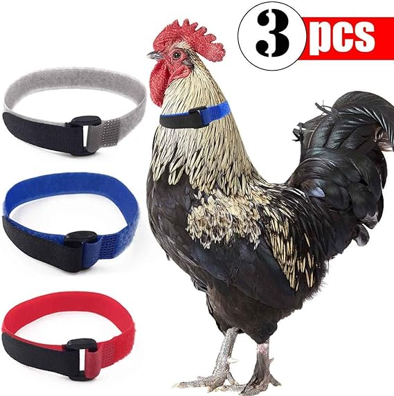 smic 3 Pack Anti Crow Rooster Collar No Crow Noise Neck