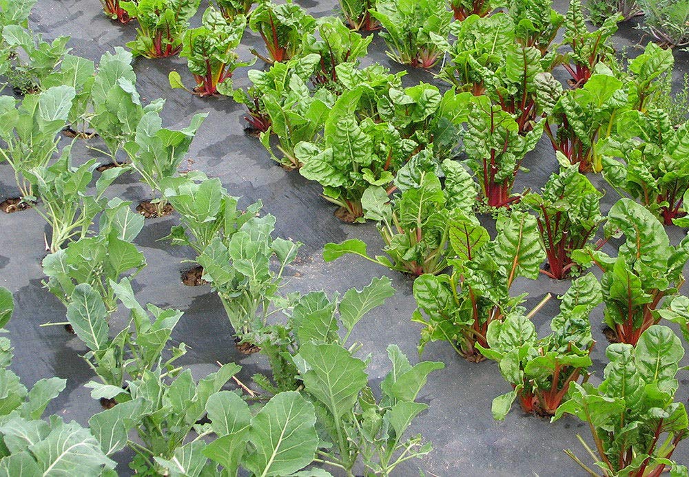 AAGUT: 200 estacas de jardín galvanizadas de 15, 2 cm, Grapas de ...