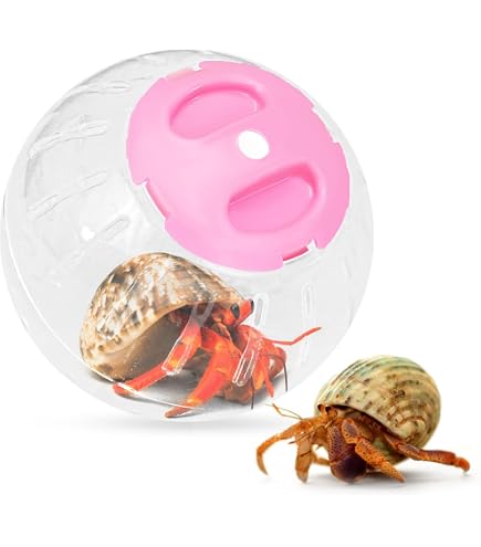 Amazon.com : U0U Hermit Crab Running Ball Toy,Small Hermit Crabs