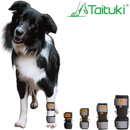 whippet limping front leg