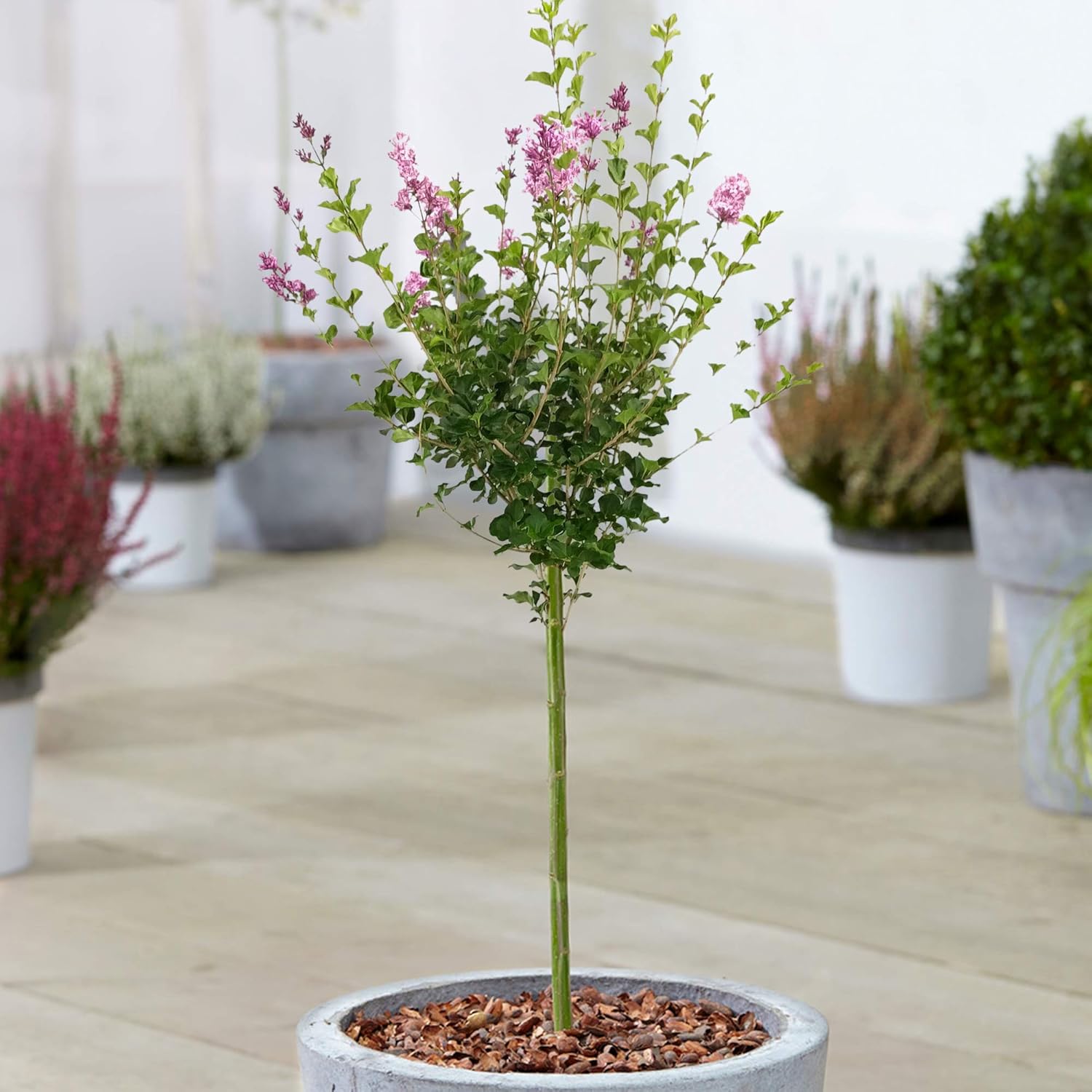Syringa Palibin Tree Potted Lilac Deciduous Ornamental Trees for Small Gardens Straight