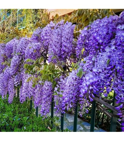 wisteria Amazon.com : 10pcs Japanese Wisteria Floribunda Purple Ornamental