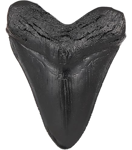 MEGALODON TOOTH Fossil – Authentic Shark Tooth 2.901 Inches, Up To 25 Million Years Old #1516