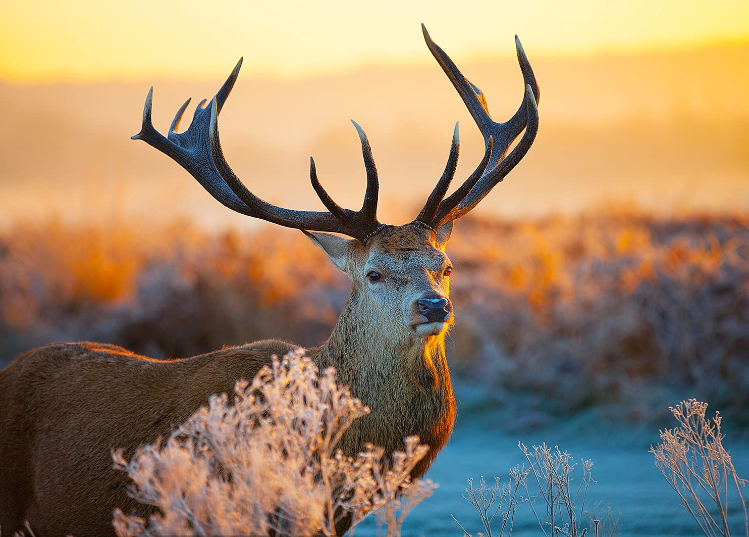 HUADADA Jigsaw Puzzles 1000 Pieces for Adults jigsaw puzzles for adults 1000 Piece Puzzle Educational Games-Puzzle with a Deer Theme.