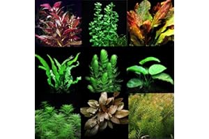 PLANTS N FINS Aquarium Plant Bundle (9 Plants) + Sticker | Live Arrival Guarantee | Live Aquarium Plants Freshwater (Ship to Address)