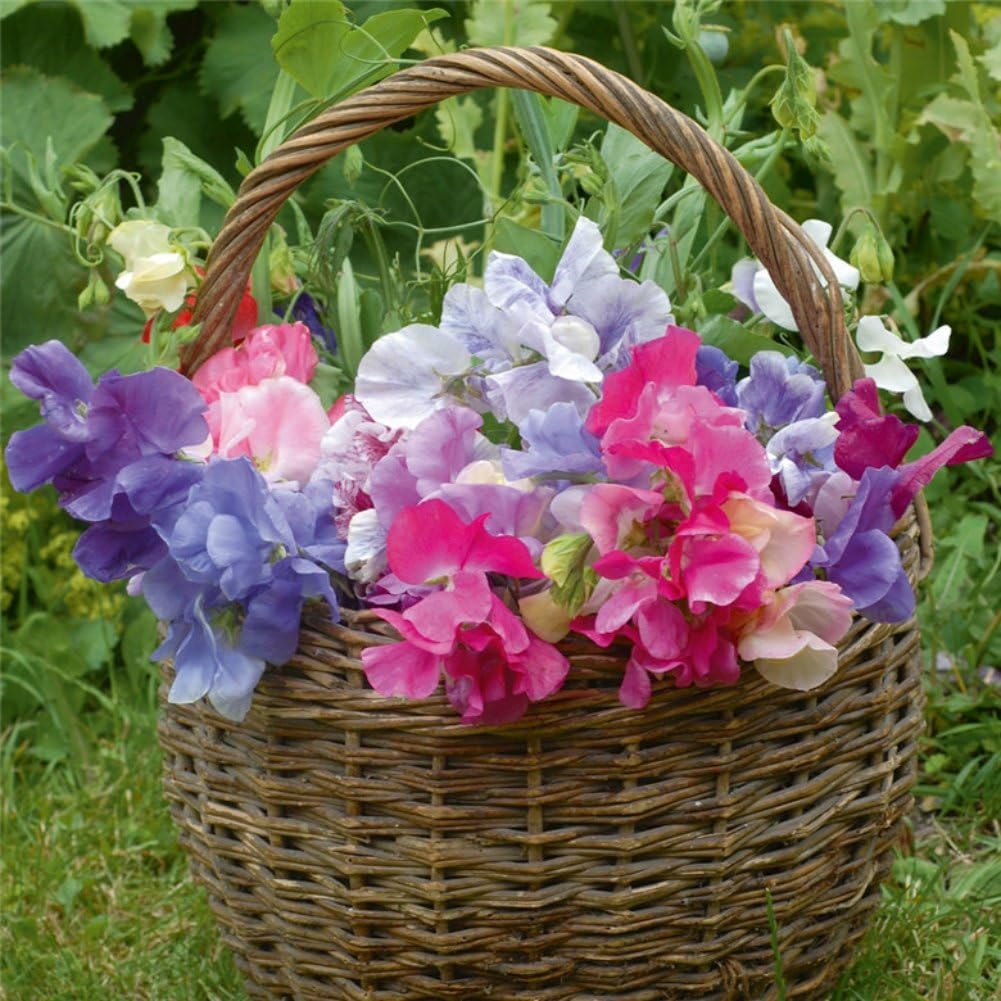 KAYI Sweet Pea Lathyrus Odoratus Seeds Scented Climber Herb Flower Seeds Garden Home