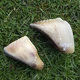 Pure & Natural Cow Hooves for Dogs - Durable Long Lasting Chews 1 kg view 2