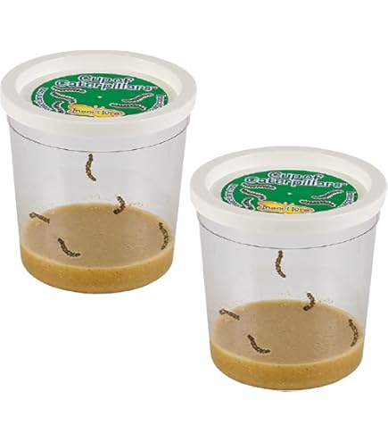 Two Praying Mantis Egg Case Tenodera Angustipennis Ootheca Hatching