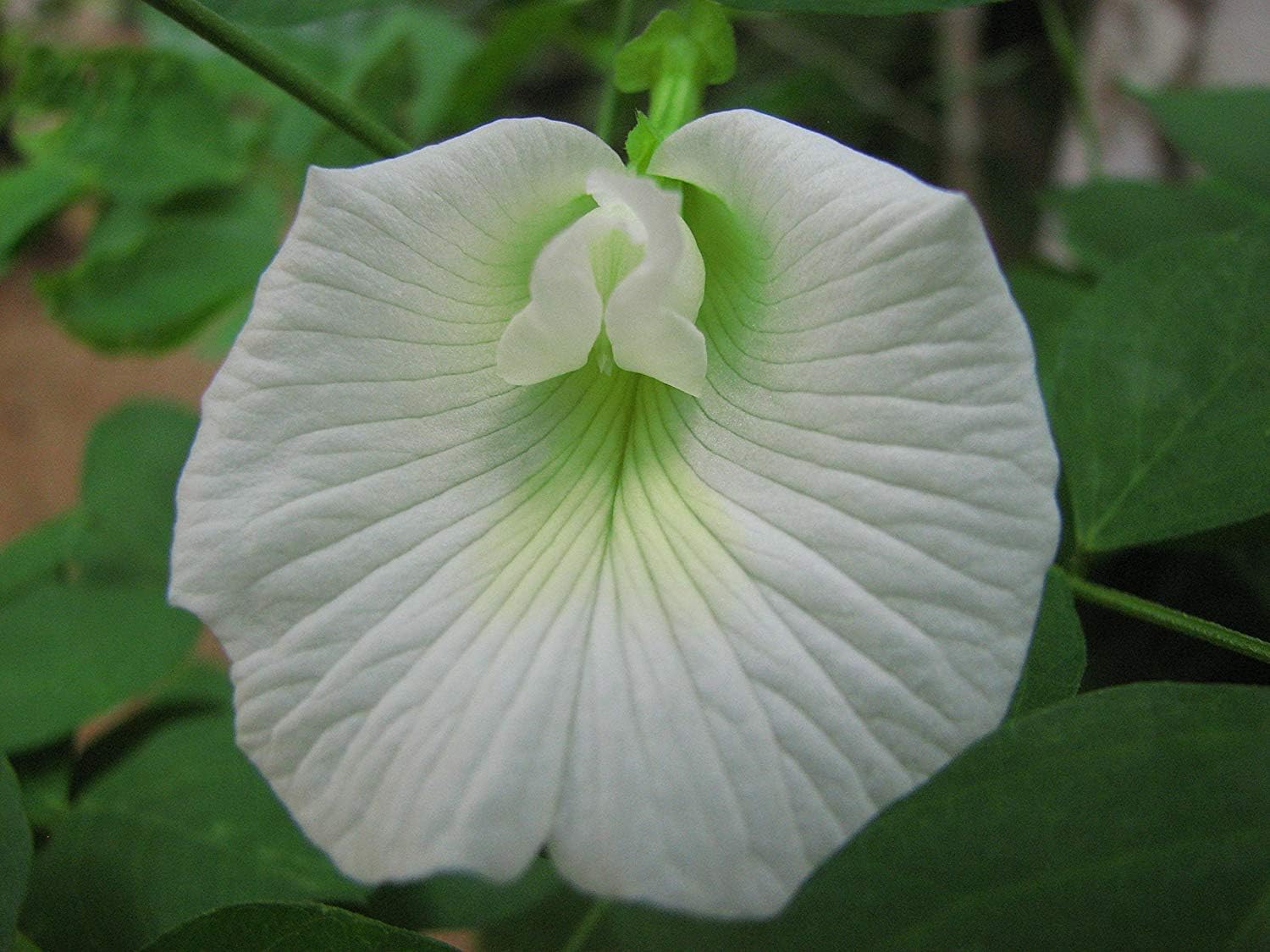 Clitoria ternatea, Mariposa Blanca Flor del Guisante, Azul, 10 ...