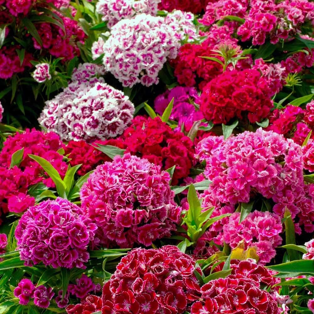 Kings Seeds - Sweet William, Crown Double Mixed - 500 Seeds