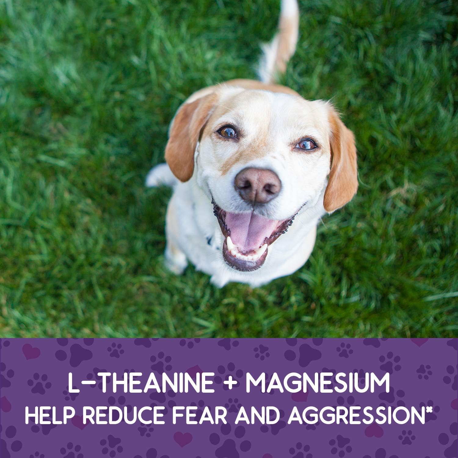 pet lab calming chews